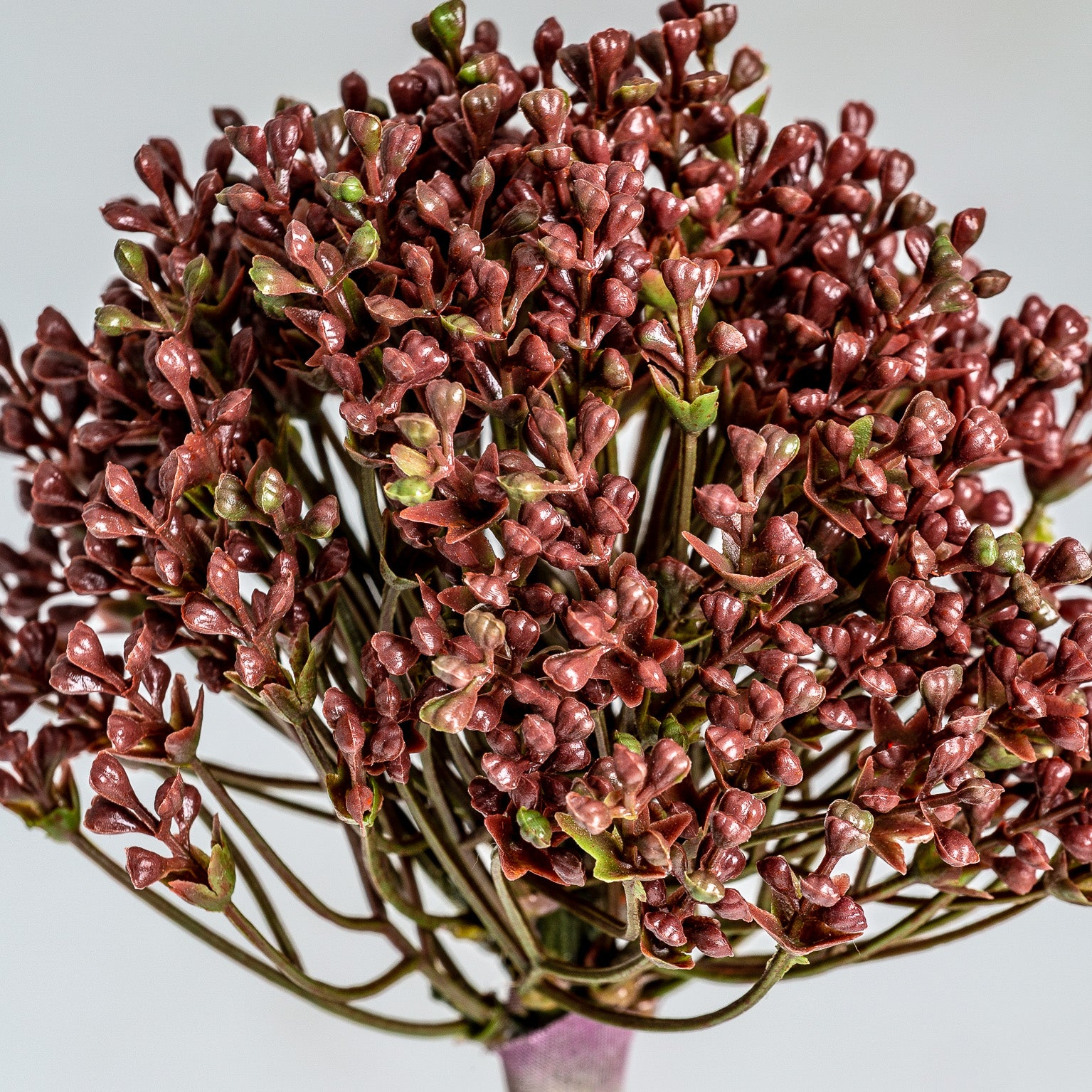 ALLIUM PLANT